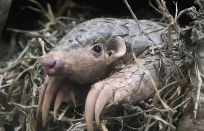Nigeria Burns $1.4m Worth Of Pangolin Scales Mediaage NG Nigeria has burned $1.4m (£1.2m) worth of pangolin scales, say officials.