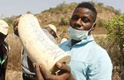 Nigeria Destroys $11m Worth Elephant Tusks Mediaage NG ABUJA, Nigeria - Mediaage NG News - The Nigerian Environment Minister has revealed that the government has destroyed an $11m (£7m) stockpile of confiscated elephant tusks that had been smuggled from various African countries.