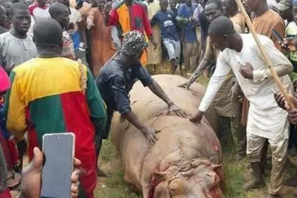 Deadly Hippo Scared Many From Coming Out For Fear of Attack Mediaage NG Residents of a town in Nigeria's north-western state of Kebbi are in jubilant mood after rice farmers and fishermen killed a rare but feared hippo - along with its calf. The hunt for the hippo lasted several weeks after it killed a member of the Emir’s staff.