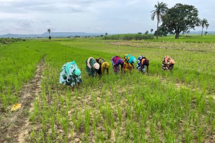 SUPPORTING A HUNDRED WOMEN IN AGRICULTURE: Niger State ACReSAL Activity in Nigeria Mediaage NG Women in twenty-five communities spread across nine Local Government Areas (LGAs) of Niger State in Nigeria cultivated and sold agricultural produce but, had been chronically vulnerable economically (These 25 communities of Beji, Chibo, Dagodnagbe, Dan Zaria, Dankuwagi, Doko, Edozhigi, Emiworo, Etsutsagi, Kakakpangi, Kasakogi, Kodo, Kontagora, Kpatsuwa, Lanle, Magandu, Makusidi, Masaha, Ndayako, Tungan Gari, Tungan Kawo, Tungan Wawa, Wushishi, and Zungeru are located in the 9 LGAs of Bosso, Chanchaga, Gbako, Katcha, Kontagora, Lavun, Mokwa, Paikora, and Wushishi).