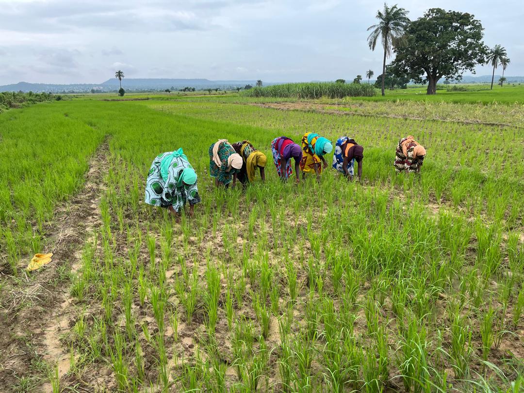 SUPPORTING A HUNDRED WOMEN IN AGRICULTURE: Niger State ACReSAL Activity in Nigeria Mediaage NG Women in twenty-five communities spread across nine Local Government Areas (LGAs) of Niger State in Nigeria cultivated and sold agricultural produce but, had been chronically vulnerable economically (These 25 communities of Beji, Chibo, Dagodnagbe, Dan Zaria, Dankuwagi, Doko, Edozhigi, Emiworo, Etsutsagi, Kakakpangi, Kasakogi, Kodo, Kontagora, Kpatsuwa, Lanle, Magandu, Makusidi, Masaha, Ndayako, Tungan Gari, Tungan Kawo, Tungan Wawa, Wushishi, and Zungeru are located in the 9 LGAs of Bosso, Chanchaga, Gbako, Katcha, Kontagora, Lavun, Mokwa, Paikora, and Wushishi).