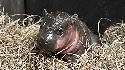 Endangered Pygmy Finally Meets Public in Virginia Zoo Mediaage NG The public is finally able to see the new endangered pygmy hippo in person at a Virginia zoo.