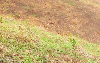 FCT ACReSAL Tree Planting: Success Stories for Nature and Residents Mediaage NG From enhancing the environment, to reducing energy costs, trees are profitable and they create a healthier, vibrant and more greener surrounding for the environment. They offer diverse benefits like improved air quality, enhanced biodiversity, and a sense of place.