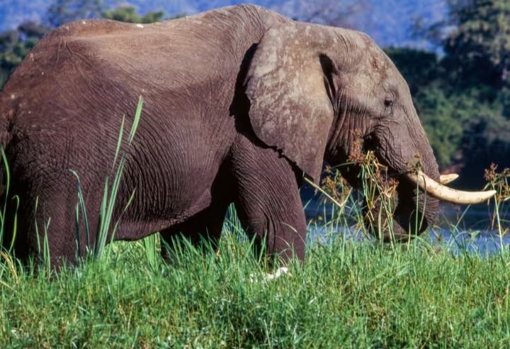 Two Female Tourists Killed By Elephant In Zambia Mediaage NG Two female tourists from the UK and New Zealand have been killed by an elephant while on a walking safari in a national park in Zambia, police in the southern African country have said.