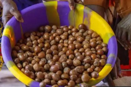 Nigeria Bans Export of Shea Nuts Used In Beauty Creams For Six Months Mediaage NG Nigeria has announced a six-month ban on the export of raw shea nuts from which many beauty creams are made.