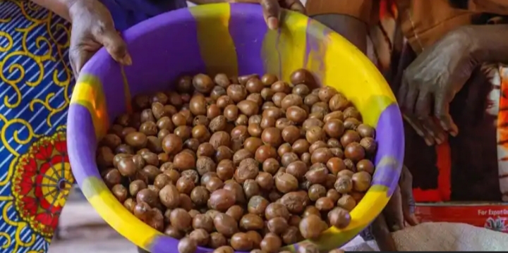 Nigeria Bans Export of Shea Nuts Used In Beauty Creams For Six Months Mediaage NG Nigeria has announced a six-month ban on the export of raw shea nuts from which many beauty creams are made.