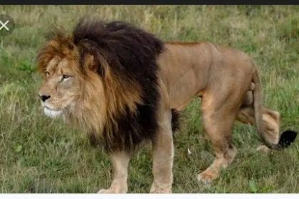 Lion Attack: Den Not Properly Locked Mediaage NG The Public Relations Officer of the Obafemi Awolowo University in Ile-Ife, Osun State Abiodun Olanrewaju has revealed that a university lecturer who was attacked and killed by a lion was as a result of the den not properly locked.